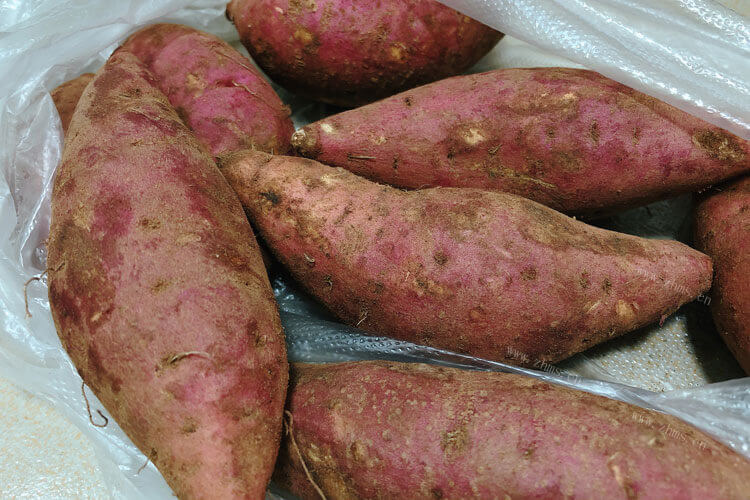 红薯发芽种土里能种出红薯吗，应该什么时候种植呢？