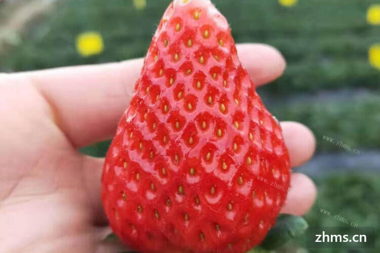 全家人准备一起去草莓园里面摘草莓，如何在草莓园里选草莓？
