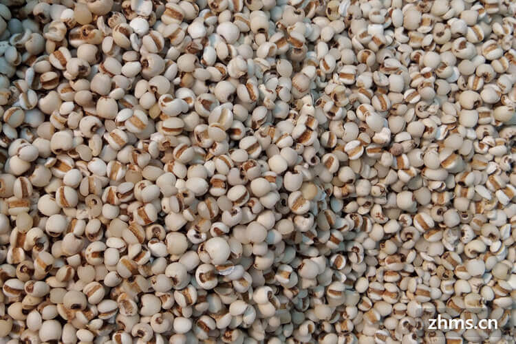薏苡仁产地在哪?对环境有什么要求? 薏苡仁产地在哪?对环境有什么要求?