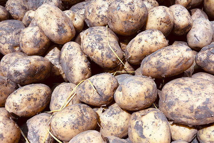 排骨炖豆角土豆怎么做好吃吗，一般咋做呢
