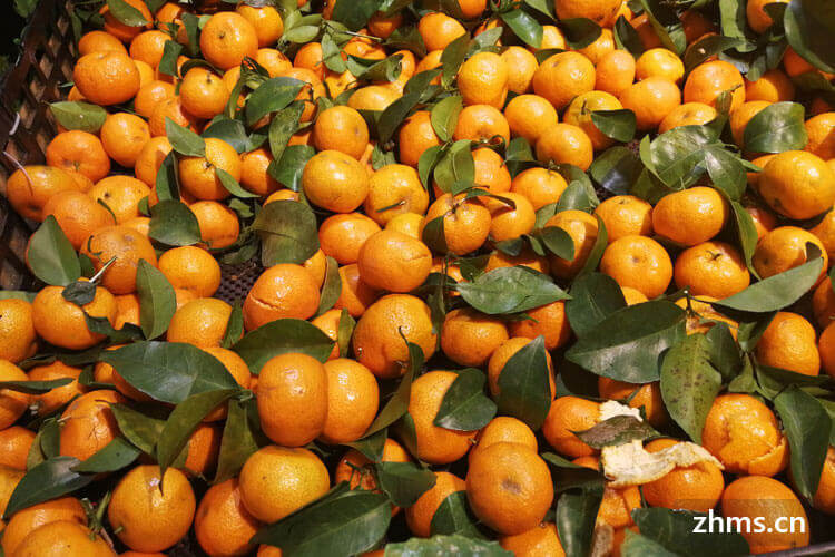 “冬日精灵”砂糖橘的功效和食用禁忌有哪些？
