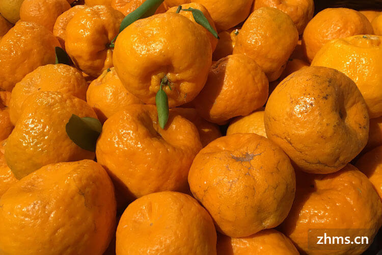 橘子与脐橙有哪些不同