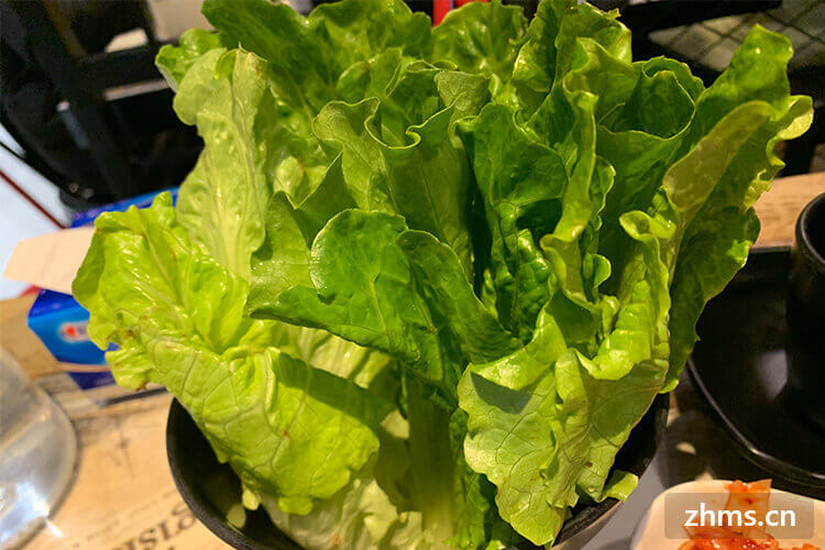生菜怎么挑选?这五个方法一定要掌握 生菜怎么挑选?这五个方法一定要掌握