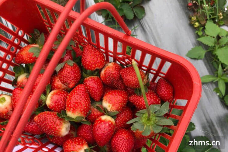 草莓营养价值如何？一般市面上所售卖的草莓营养价值高吗？