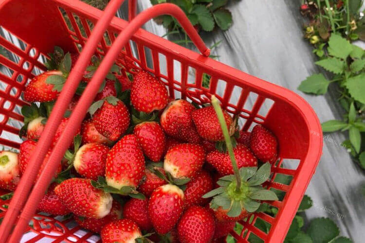 夏天也会有草莓的，夏天结果的草莓好吃吗？