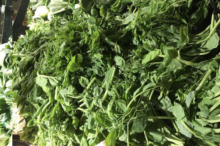 豌豆苗可以做菜，清炒豌豆苗的家常做法是什么呢？