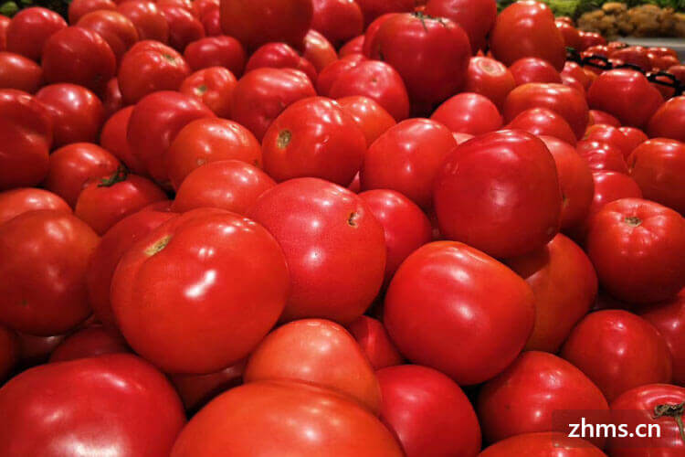 西红柿和青椒能一起吃吗