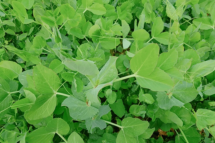 豌豆苗可以做菜，清炒豌豆苗的家常做法是什么呢？
