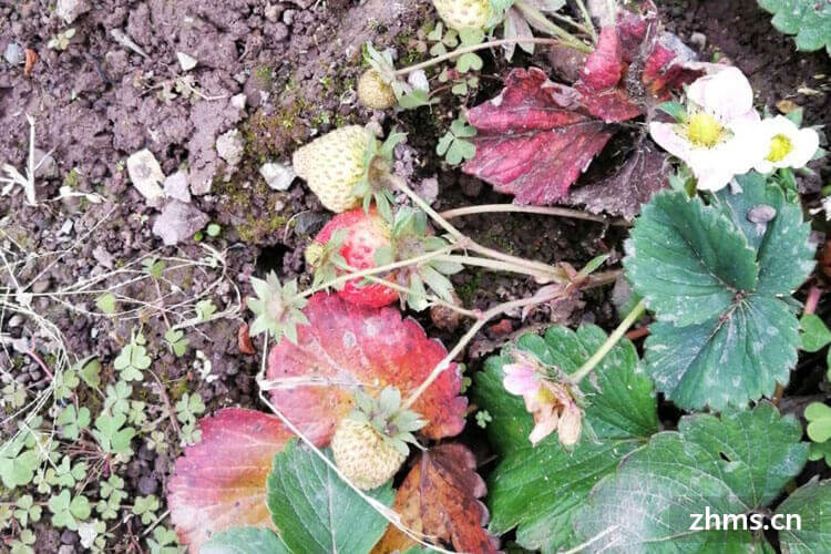 盆栽草莓几月播种？盆栽草莓的种植注意事项有哪些?