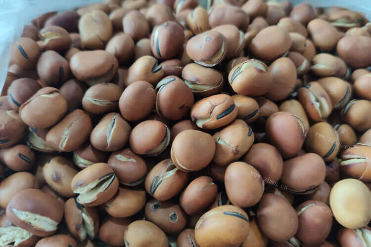 想要在家里自己做蚕豆酱，蚕豆酱的制作方法如何发酵蚕豆呢？