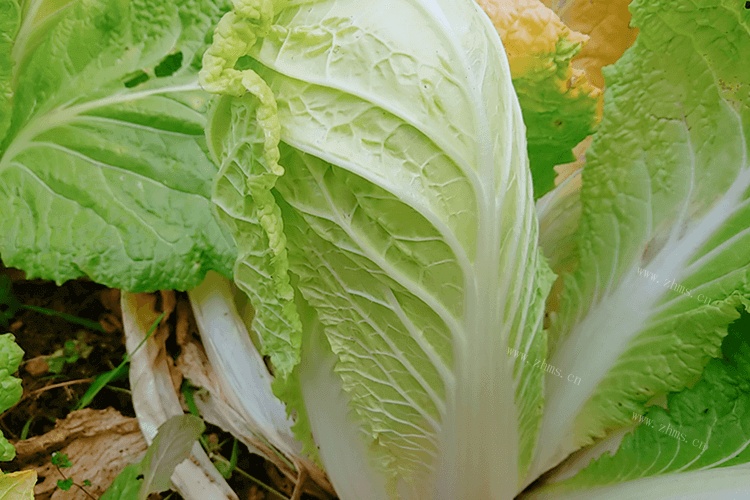 酸白菜怎么炒好吃又简单，里面加什么比较好？