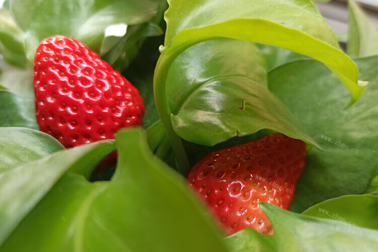 一年的四个季节里，为什么现在都是冬天吃草莓?