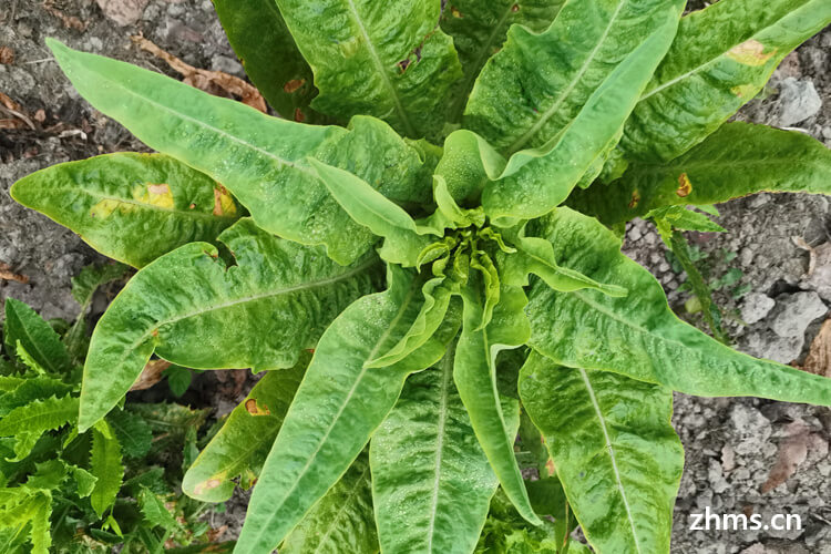 萵筍和油麥菜的關係