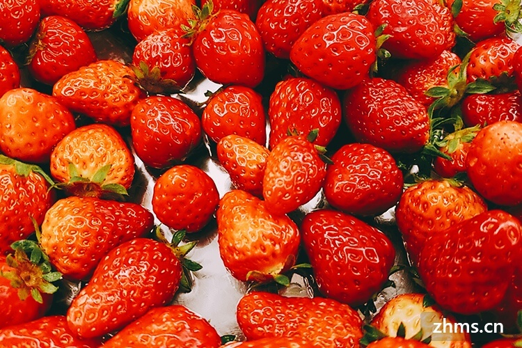 北方草莓什么季节成熟