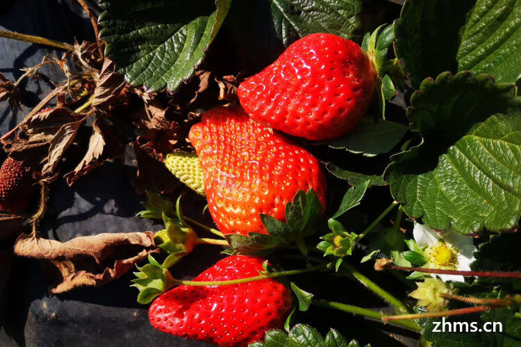 草莓酸酸甜甜的，我家人都喜欢吃，问下山东草莓几月份好成熟了？