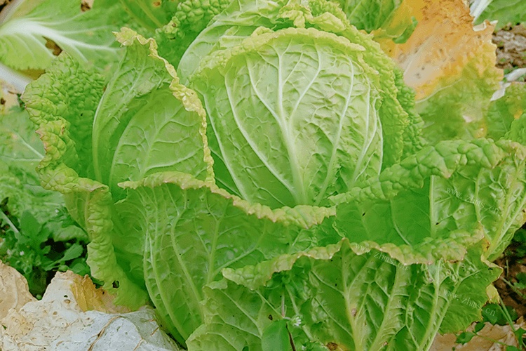 小白菜是一种健康的绿色植物，小白菜怎么选呢？