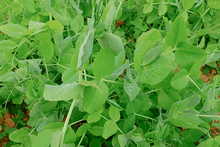 猫可以吃豌豆苗吗？猫吃豌豆苗的好处和坏处是什么？