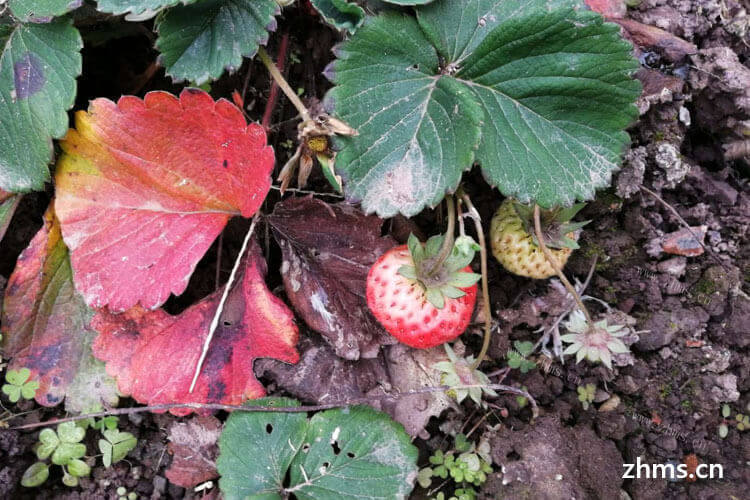 市场上面的草莓苗太多了，草莓育苗选苗该怎样选择呢？