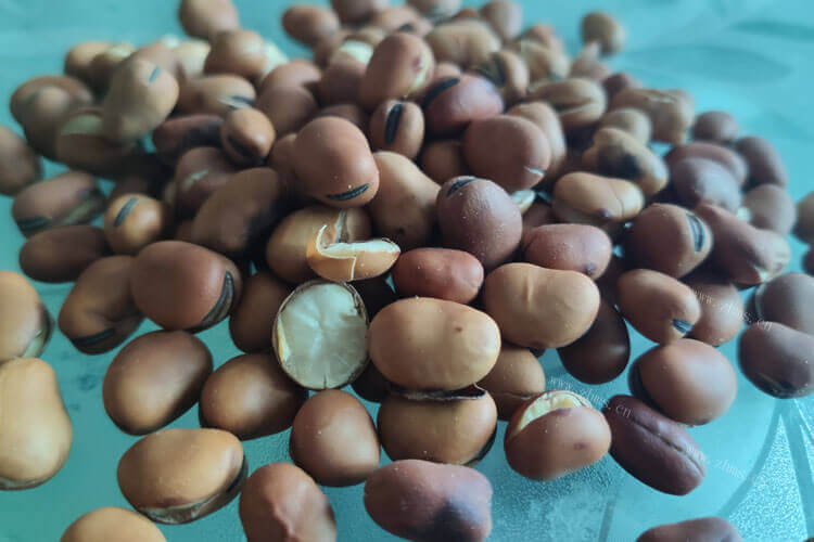 家里收货了一些新鲜的蚕豆，这个新鲜嫩蚕豆怎么做好吃？