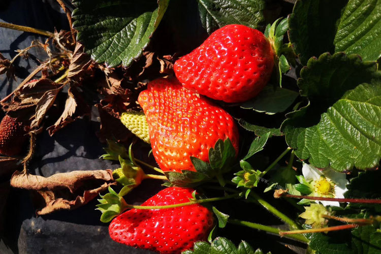 不小心吃了坏了的草莓，吃了坏了的草莓怎么办啊？
