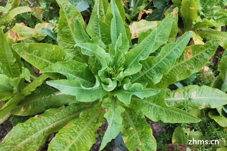 新鲜的莴笋怎么保存?莴笋去皮了怎么保存? 新鲜的莴笋怎么保存?莴笋去皮了怎么保存?