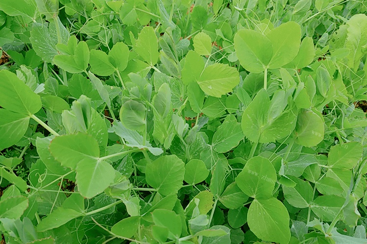 猫可以吃豌豆苗吗？猫吃豌豆苗的好处和坏处是什么？