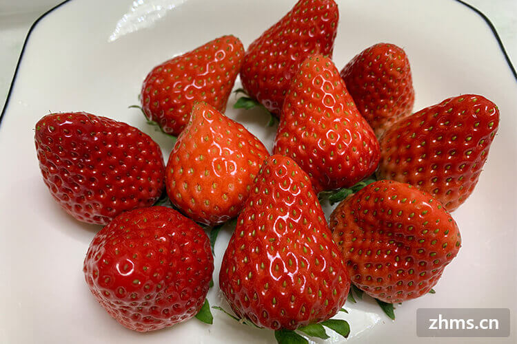 什么是牛奶草莓？牛奶草莓与普通草莓的区别是什么？