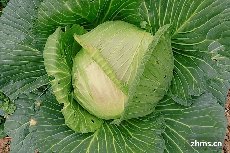 怎样挑选包菜 怎样挑选包菜