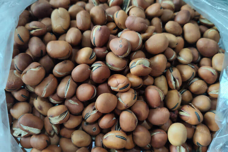 朋友送了好多蚕豆说蚕豆很好，蚕豆的用途是什么？