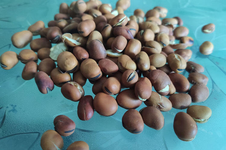 蚕豆是一种很好吃的零食，那生的蚕豆种子怎么泡水发芽呢?