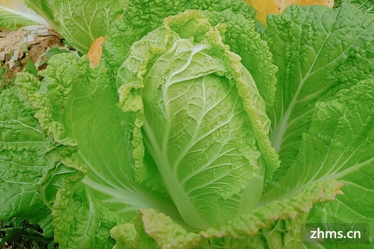 生菜和白菜什么区别