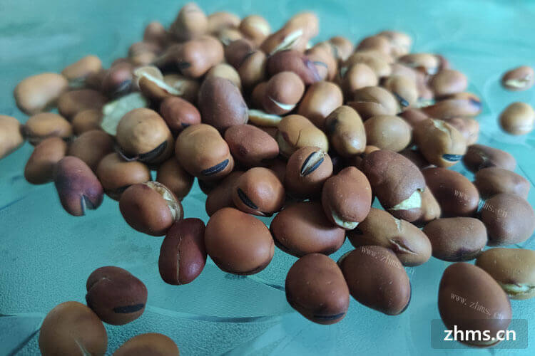 真的很喜欢吃豆子，想问一下蚕豆怎么做好吃？