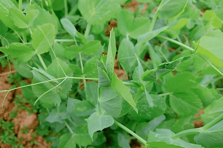 家里面还有一些鱼丸，鱼丸搭配什么青菜好吃？