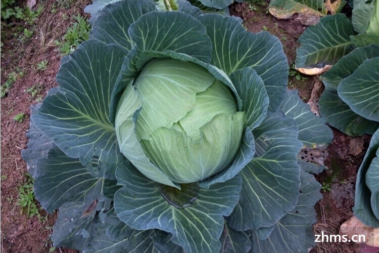 怎样挑选包菜 怎样挑选包菜