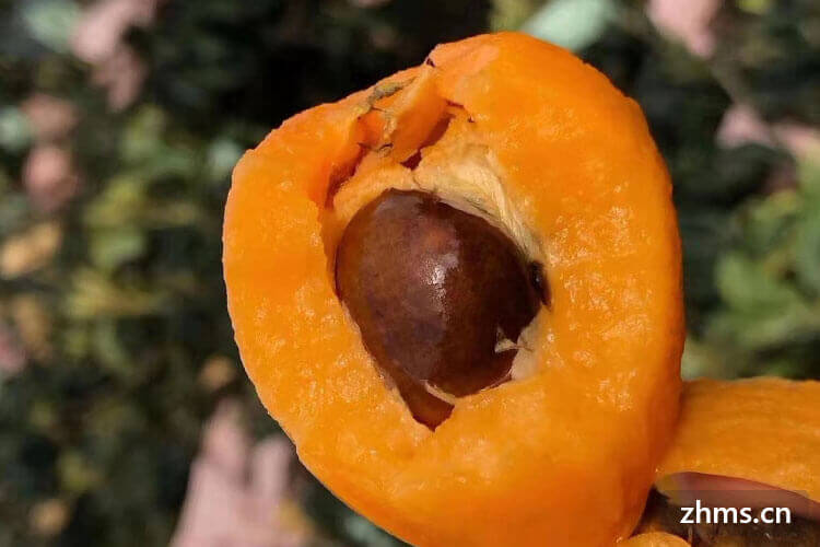 枇杷可以放冰箱吗