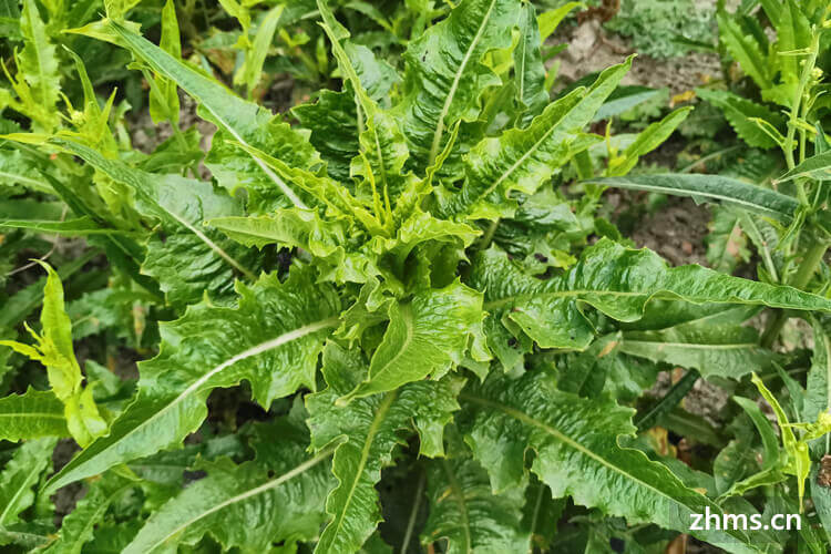 莴笋和油麦菜是一个品种吗 莴笋和油麦菜是一个品种吗