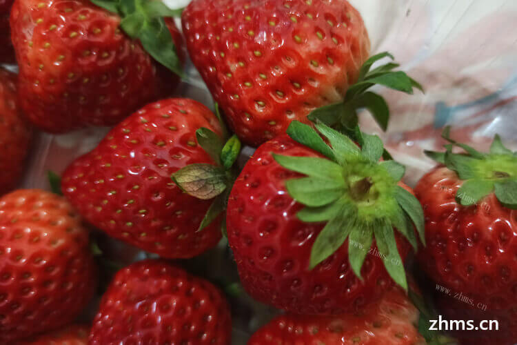 想去采摘草莓，草莓采摘在几月份？