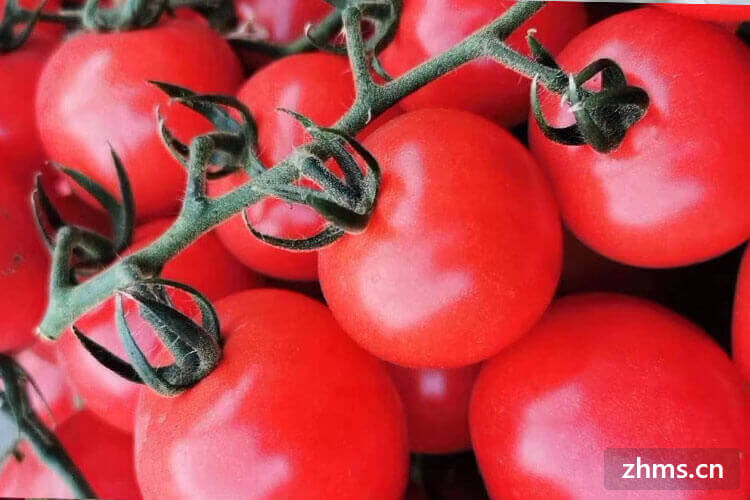西红柿种子能吃吗？西红柿可以怎么吃呢？