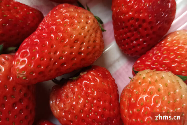 想去采摘草莓，草莓采摘在几月份？