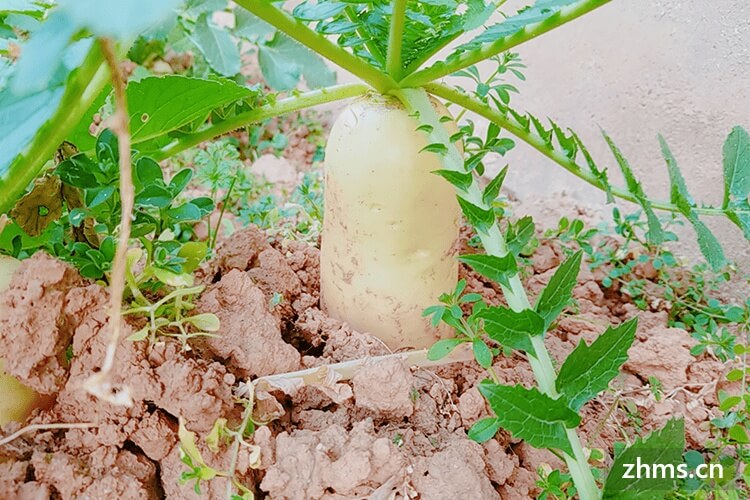 天津处暑吃什么?天津人吃的主食是什么? 天津处暑吃什么?天津人吃的主食是什么?