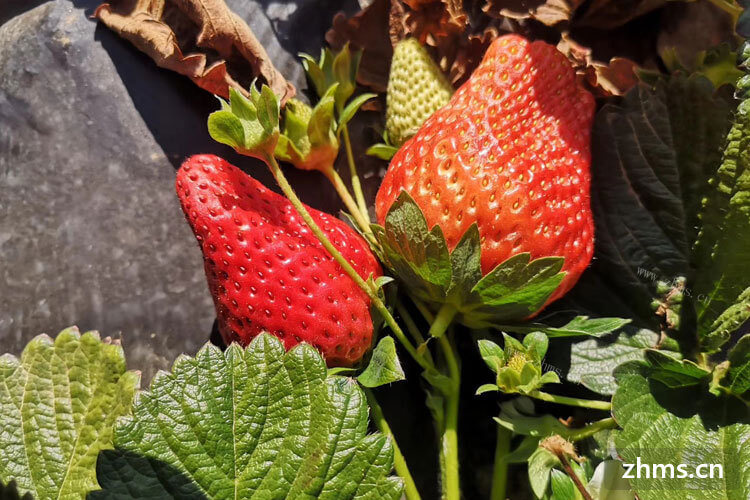 日本草莓，美国草莓和中国草莓，请问怎样选草莓品种