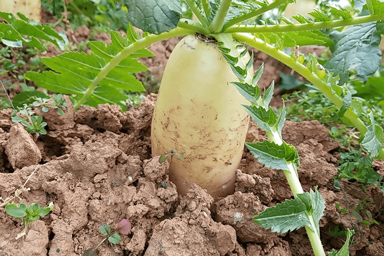 家里的泡菜萝卜做多了，泡菜萝卜能放多长时间？