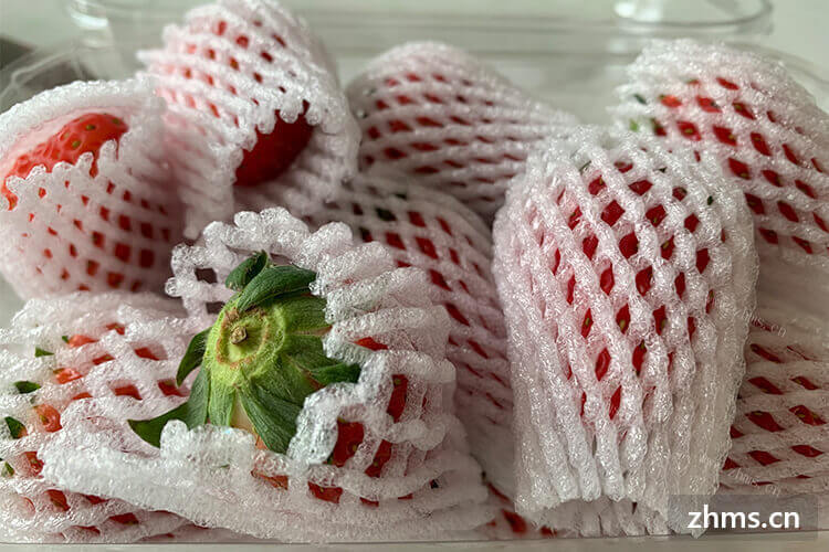 但是发现草莓没有那么多，上海草莓采摘园几月份是旺季