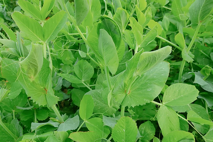 准备把青菜保存起来，青菜泡水里可以保鲜么？