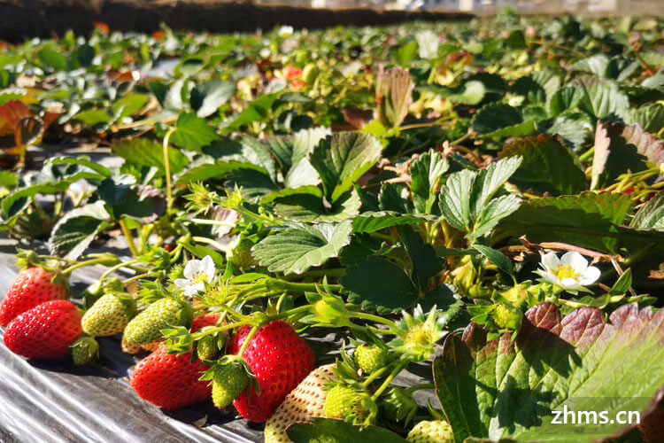 草莓发芽时间是什么时候？种植草莓有什么方法？
