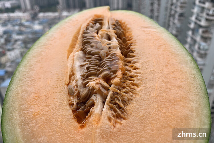夏天哈密瓜保存方法都有哪些? 夏天哈密瓜保存方法都有哪些?