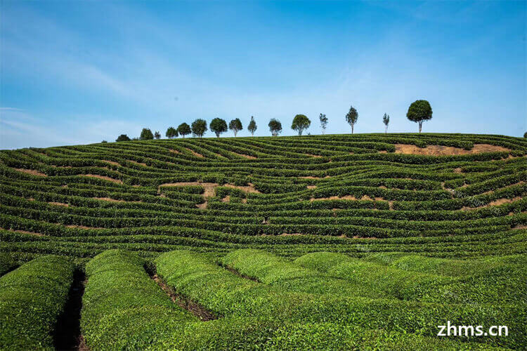 瓜片茶是我们日常生活中可以看到的茶类，那瓜片茶产于哪里呢？