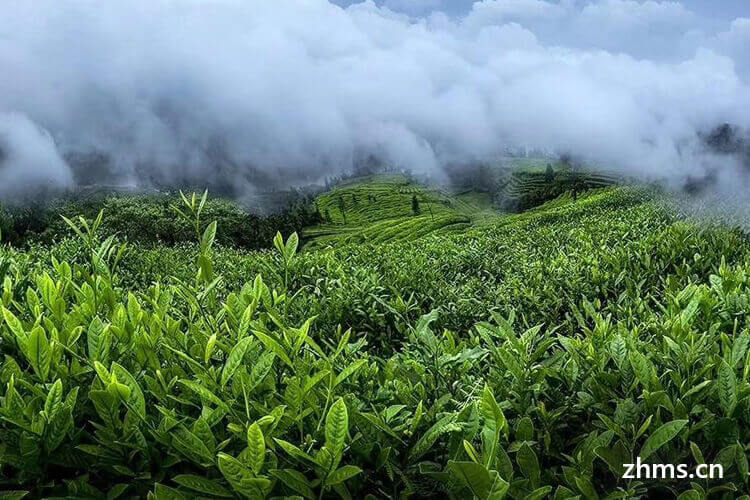 茶叶品种