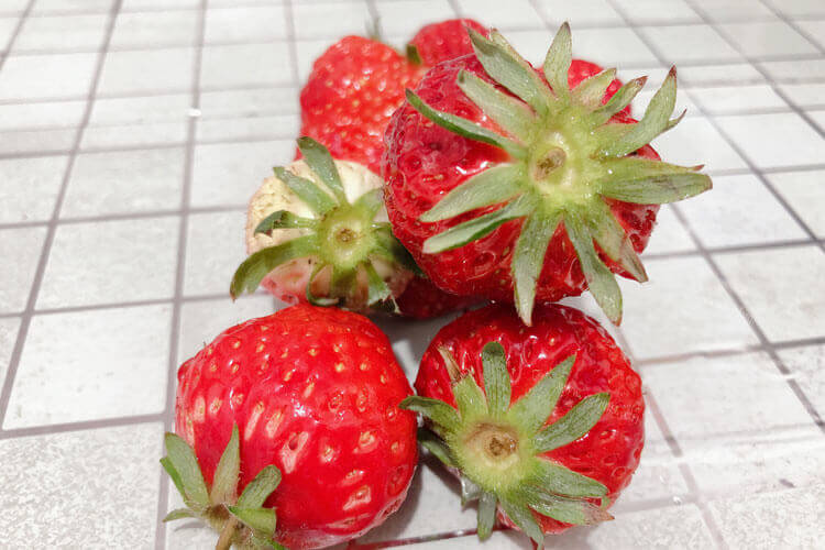 每个红颜草莓顶上都有绿叶，红颜草莓顶上的绿叶叫什么？
