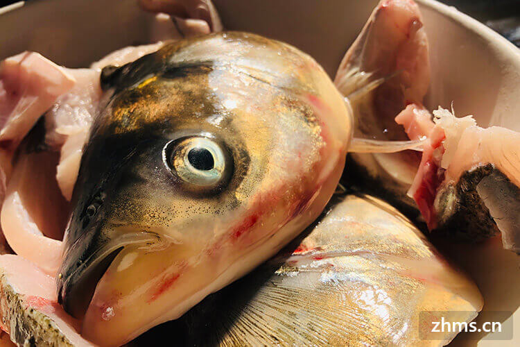 黄瓜鱼是海鱼还是淡水鱼